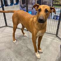 adopt-pet