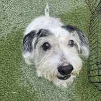 adopt-pet