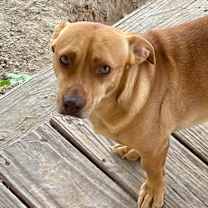 Thumbnail photo of Tex CI #1