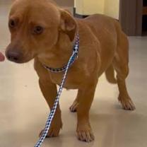 Thumbnail photo of Tex CI #2