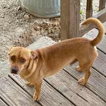 Thumbnail photo of Tex CI #3