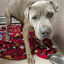 Thumbnail photo of Monty #2