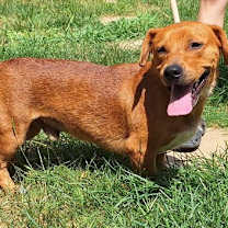 Thumbnail photo of 251806  Pinto #3