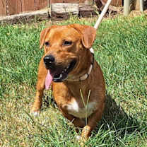 Thumbnail photo of 251806  Pinto #4