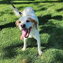 Thumbnail photo of Sherlock #2