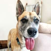 adopt-pet