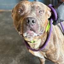 Thumbnail photo of Big Boy #1