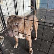 Thumbnail photo of Big Boy #3