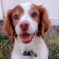 adopt-pet