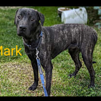 Thumbnail photo of Mark #1