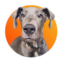 Thumbnail photo of Diesel #1