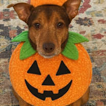 Thumbnail photo of Brownie #2