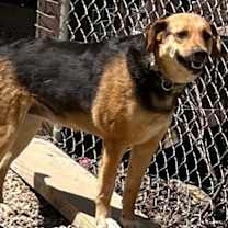 Thumbnail photo of GENESIS  (Jenny) #1