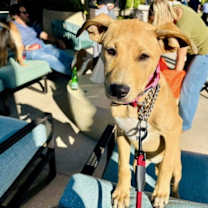 Thumbnail photo of Trixie #1