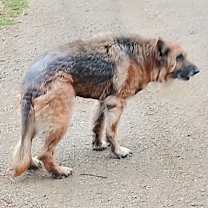 Thumbnail photo of Raven #4