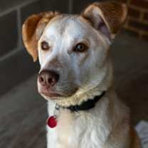 Thumbnail photo of Dobby #3