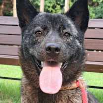 Thumbnail photo of Ivy (S. Korea) hz #1