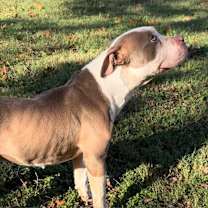 Thumbnail photo of Mia (Sheila) #3