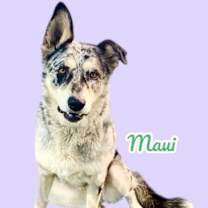 adopt-pet