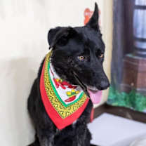 Thumbnail photo of Boo #1