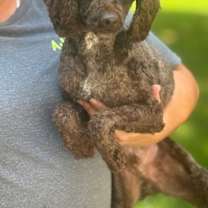 Thumbnail photo of Bruno #1