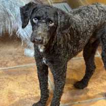 Thumbnail photo of Bruno #3