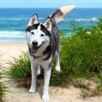 Thumbnail photo of Jack #3