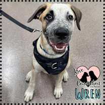 adopt-pet
