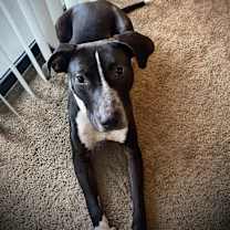 Thumbnail photo of Trevor #2