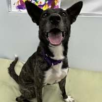 Thumbnail photo of Puffin #1