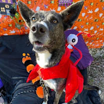 Thumbnail photo of Puffin #3