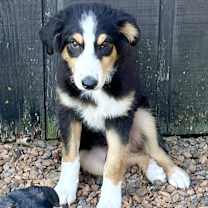 Thumbnail photo of Finnegan #1