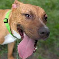 Thumbnail photo of Bonnie 27985 #4