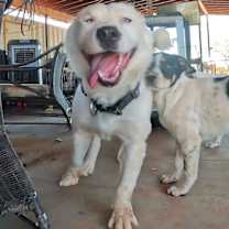 adopt-pet