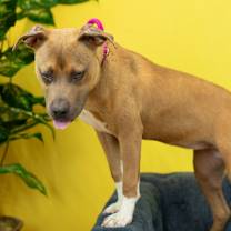 Thumbnail photo of GeeGee #2