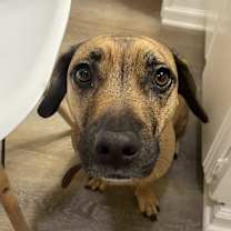 Thumbnail photo of Django #2