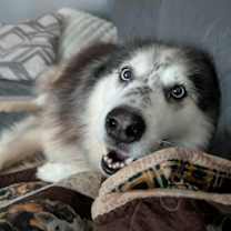 Thumbnail photo of Koda #4