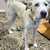 Thumbnail photo of Rougaroux in CT - Happy, Sweet & Playful! #3