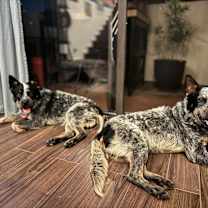 Thumbnail photo of Dale #4