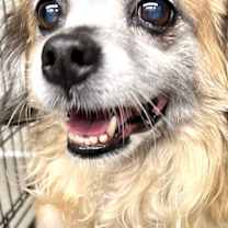 Thumbnail photo of Gypsy Rose #1