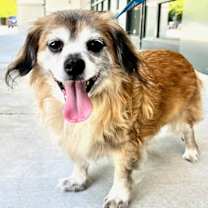 Thumbnail photo of Gypsy Rose #2