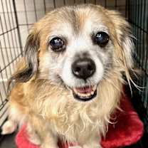 Thumbnail photo of Gypsy Rose #3