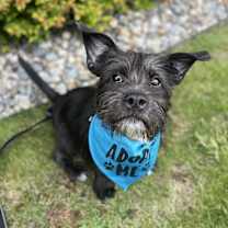 Thumbnail photo of Sherlock #3