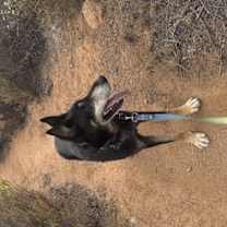 Thumbnail photo of Milo #2