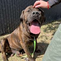 adopt-pet