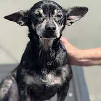 Thumbnail photo of Gapy #4