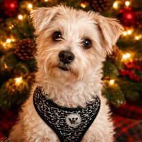 Thumbnail photo of Jelly Bean and Mr. Jingle #3