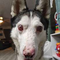 adopt-pet