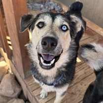 adopt-pet