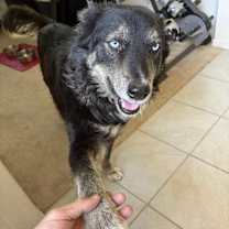 adopt-pet